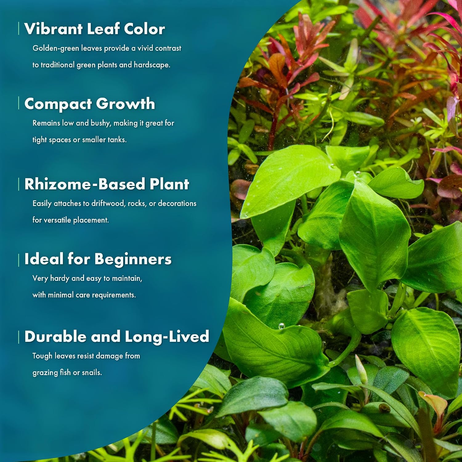 Anubias Nana Live Aquarium Plants - Potted Freshwater Plant for Fish Tanks, Terrariums - Beginner Friendly Low Light (1 Pot)