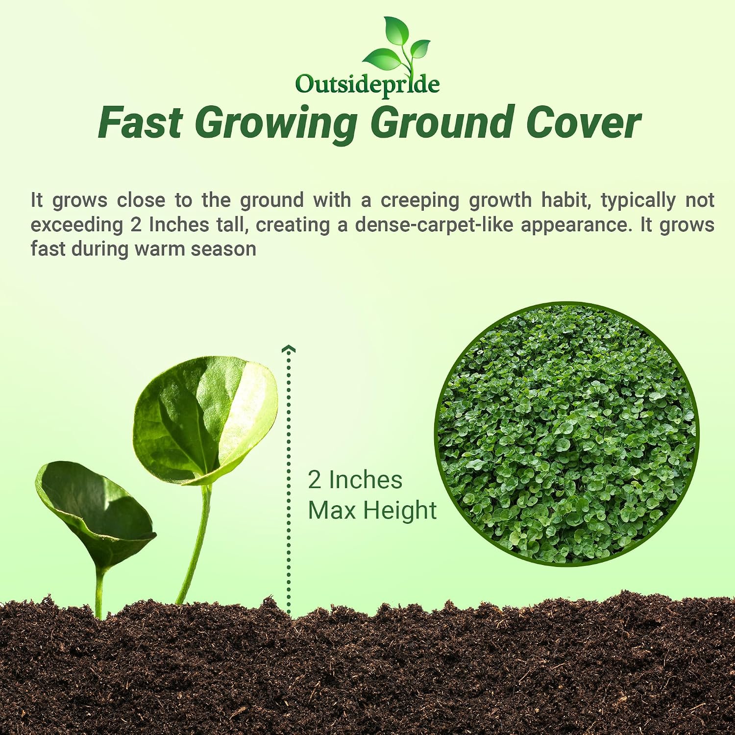 Outsidepride Perennial Dichondra Repens Seeds - 2 lbs Dense Green, Low-Maintenance Ground Cover Seeds for Planting, Ideal Lawn Alternative in Sun or Shady Areas & Erosion Control in USDA Zones 8-11