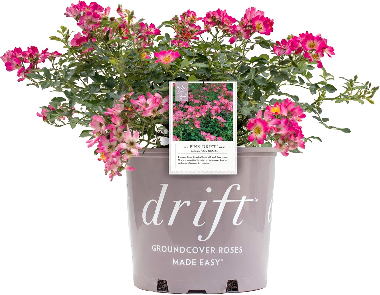 Drift Roses - Rosa Peach Drift (Rose) Rose, double peach flowers, #2 - Size Container