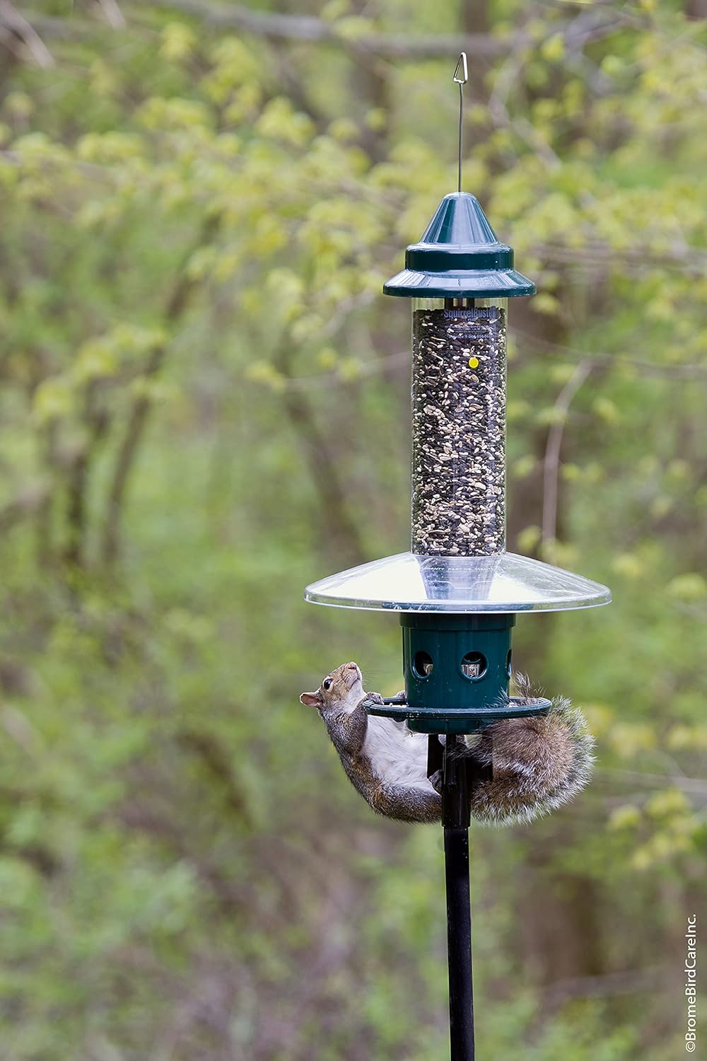 Squirrel Buster Plus Squirrel-proof Bird Feeder w/Cardinal Ring and 6 Feeding Ports, 5.1-pound Seed Capacity, Adjustable