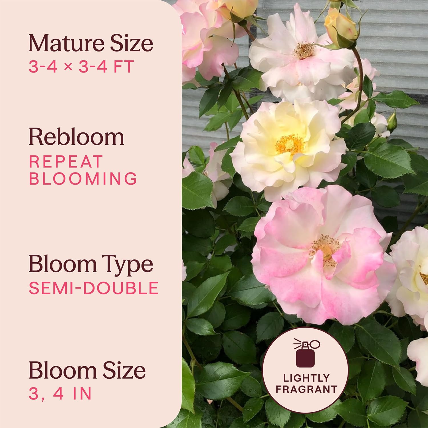 Heirloom Floribunda Roses, Live Own Root Plant, Julia Child™ | Moderately Fragrant, Hardiness Zones: 6-10, Continual Blooming,For Outdoor Gardens, Planters, and Pots