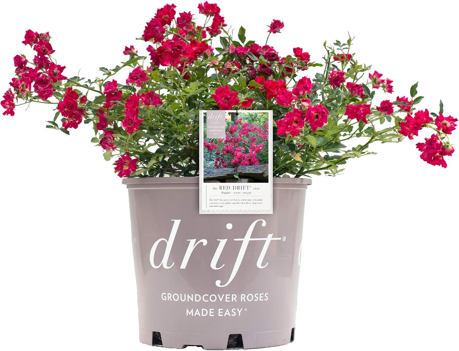 Drift Roses - Rosa Peach Drift (Rose) Rose, double peach flowers, #2 - Size Container