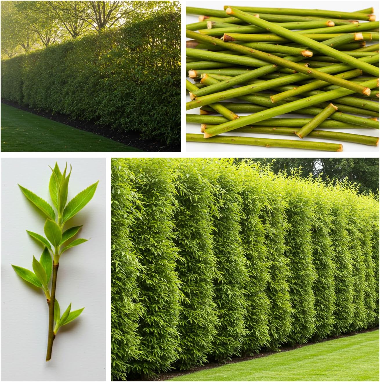 (One) Fastest Growing Tree in The World - Ready to Plant - One Live Aussie Hybrid Willow Tree Rooted Cut - Great for Fast Shade - 10 feet in First
