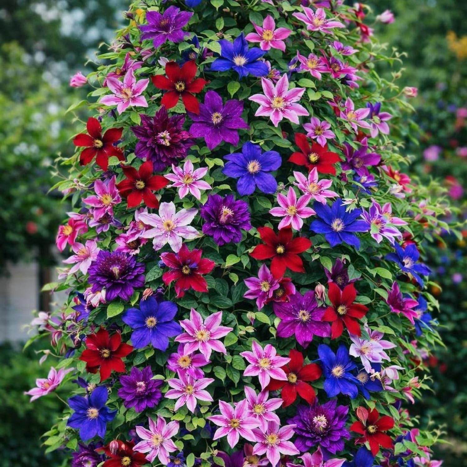 Clematis ~Mixed Colors~ 20Seeds Wonderful Large Blooms 20+ Perennial Vine Seeds