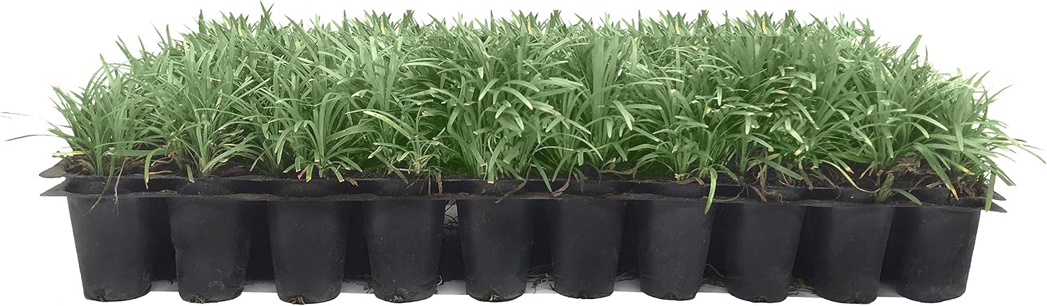 Dwarf Mondo Grass | 10 Live Plants | Ophiopogon Japonicus | Ground Cover Plant, Shade Tolerant Grass, Low Maintenance Landscaping, Evergreen Foliage, Dense Green Carpet, Drought Tolerant