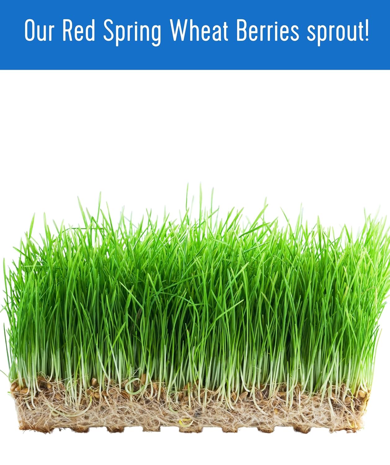 Palouse Brand Certified Glyphosate Residue Free Hard Red Spring Wheat Berries | 5 LBS | 100% Non-Irradiated | Certified Kosher Parve | USA Grown | Non-GMO Project Verified