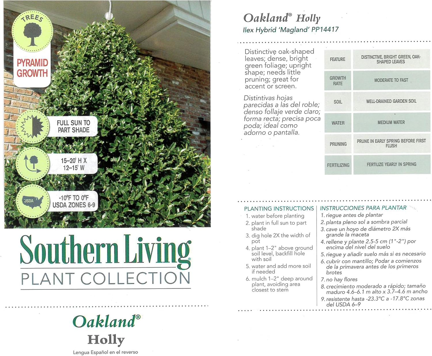 Southern Living 3 Gal. Oakland Holly Shrub