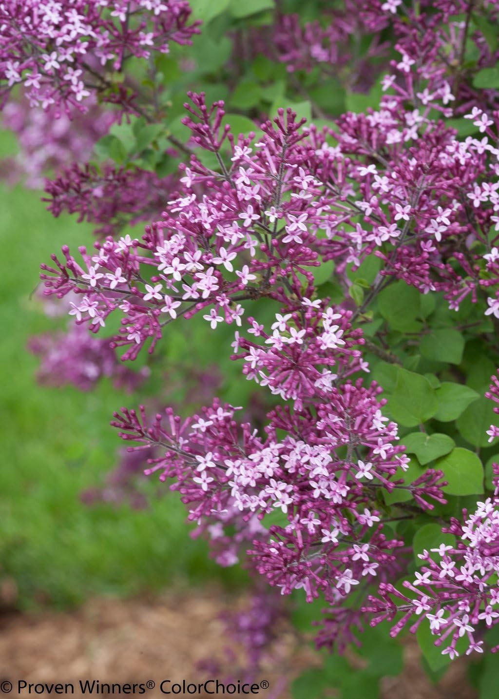 Proven Winners - Syringa x Bloomerang Dark Purple (Reblooming Lilac) Shrub, dark purple flowers, #3 - Size Container