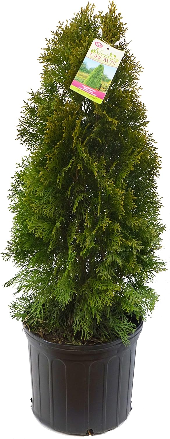 Live Plant Thuja-X Green Giant Evergreen Tree (Western Arborvitae), 3-Gallon Fully Potted Plant from Green Promise Farms