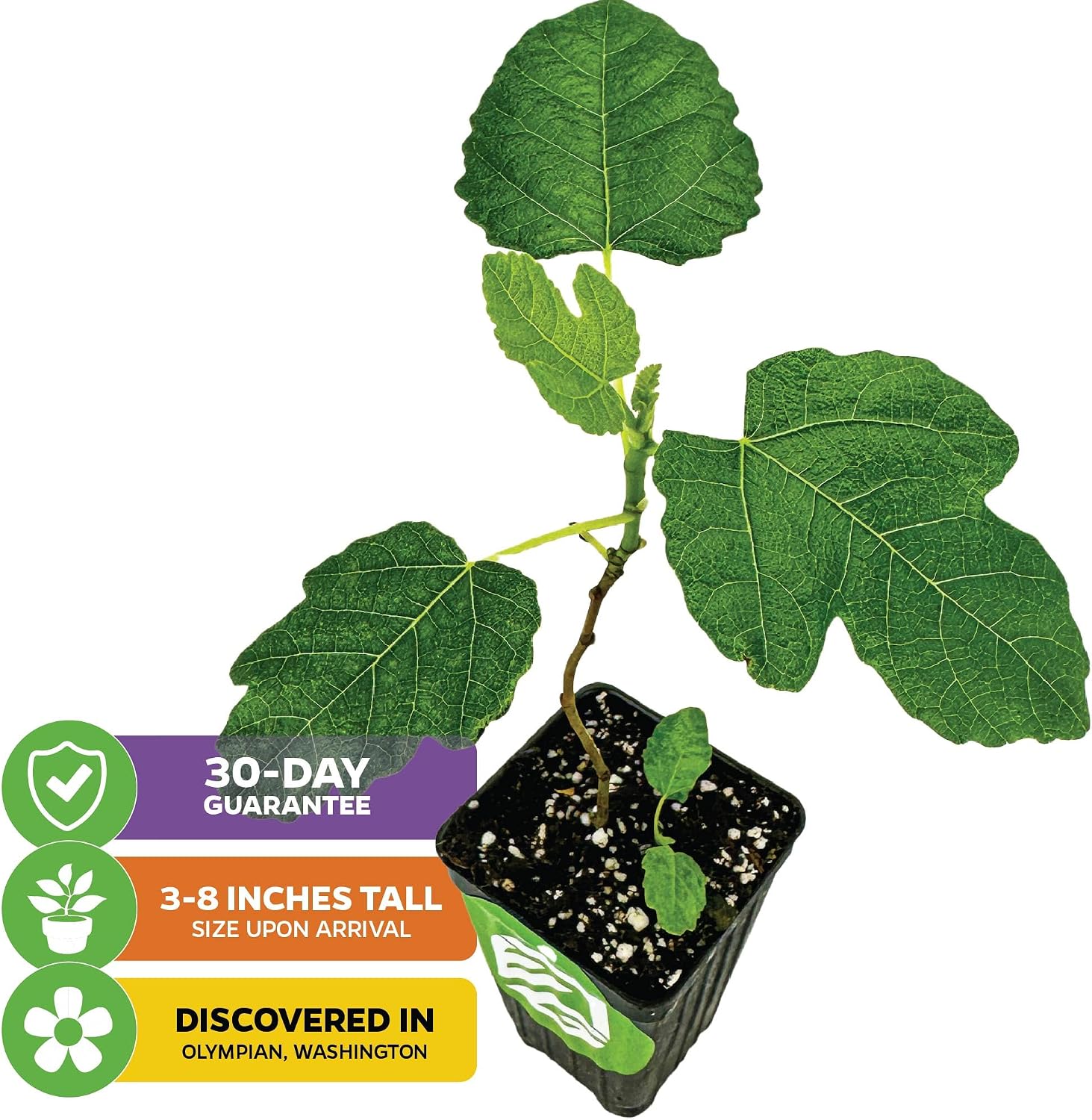 Olympian Fig Tree Live Plant - Ficus carica by Wellspring Gardens - Starter Plant Ideal for Gardens & Containers - Great for Indoor Houseplants, Outdoor Landscaping & Garden Planting