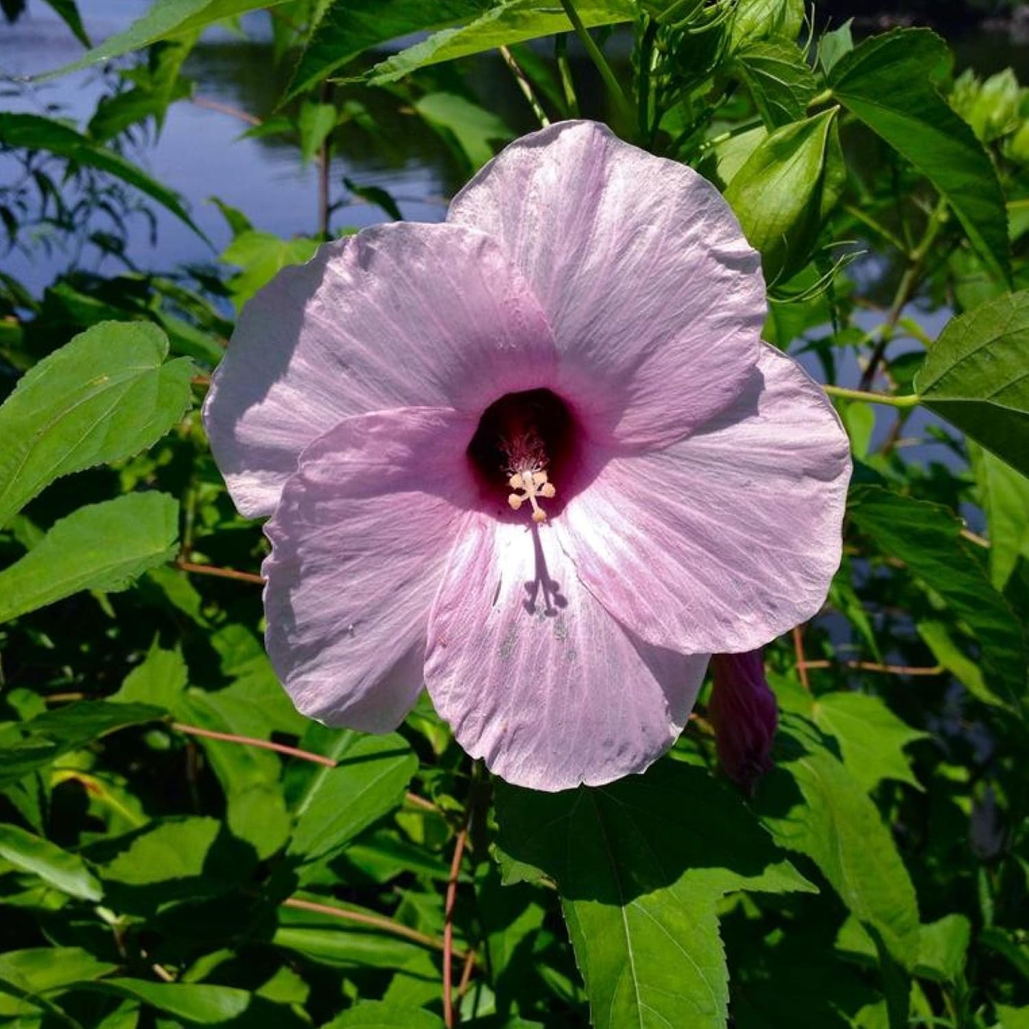 ‘Black Magic’ Taro, a Great Live Pond Plant for Your Water Garden. Filters The koi and Goldfish Pond. Good for Bogs