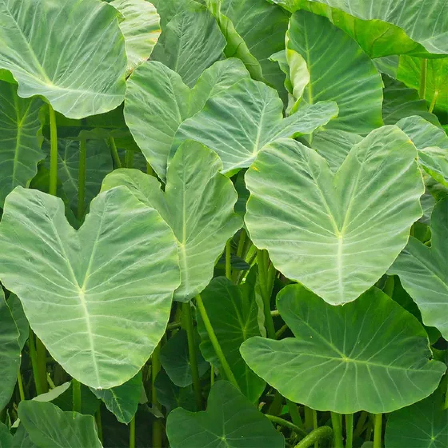‘Black Magic’ Taro, a Great Live Pond Plant for Your Water Garden. Filters The koi and Goldfish Pond. Good for Bogs
