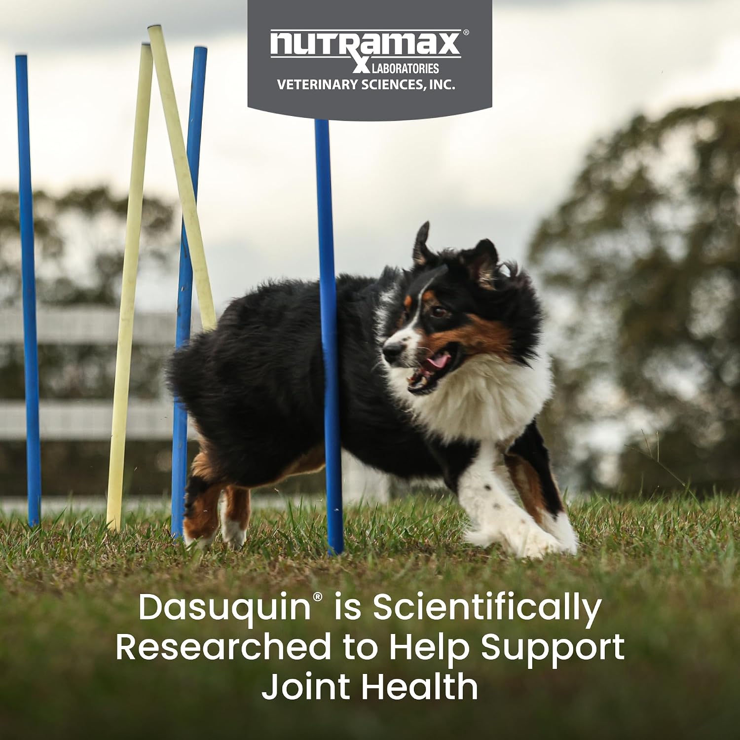 Nutramax Dasuquin MSM Joint Supplement for Large Dogs, Soft Chews, 84ct | Glucosamine and Chondroitin, ASU, MSM, Supports Healthy Joints, For Dogs Over 60 lbs, All Ages, Soft Chews