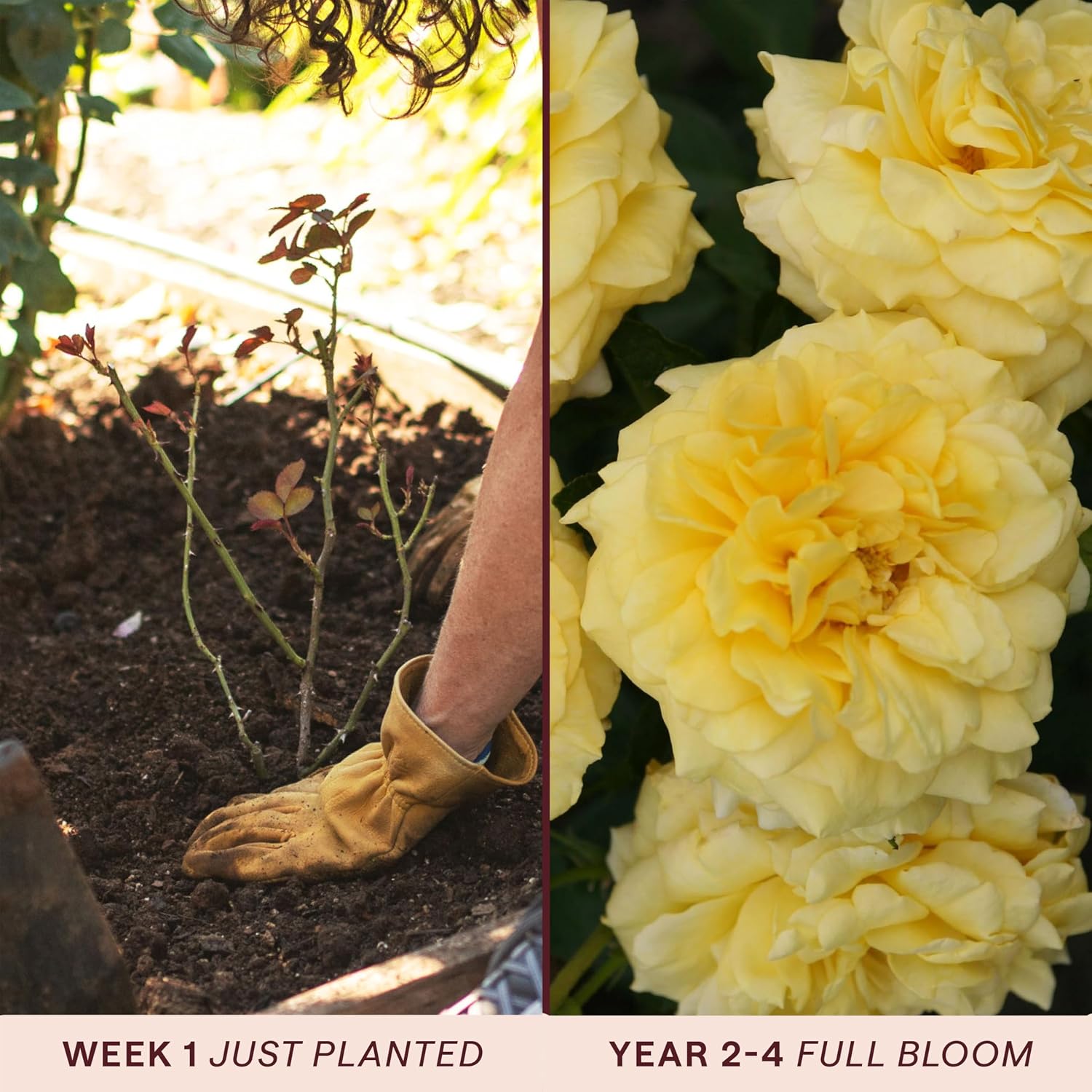 Heirloom Floribunda Roses, Live Own Root Plant, Julia Child™ | Moderately Fragrant, Hardiness Zones: 6-10, Continual Blooming,For Outdoor Gardens, Planters, and Pots