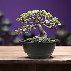 FP234 7.8 inch Bonsai Planter garden Bowl