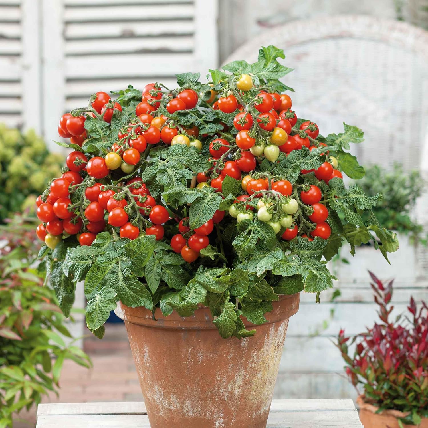 Eden Brothers Tomato Seeds - Persimmon Non-GMO Seeds for Planting, 1 oz | Low-Maintenance Vegetable Seeds, Plant During Warm Season, Zones 10, 3, 4, 5, 6, 7, 8, 9
