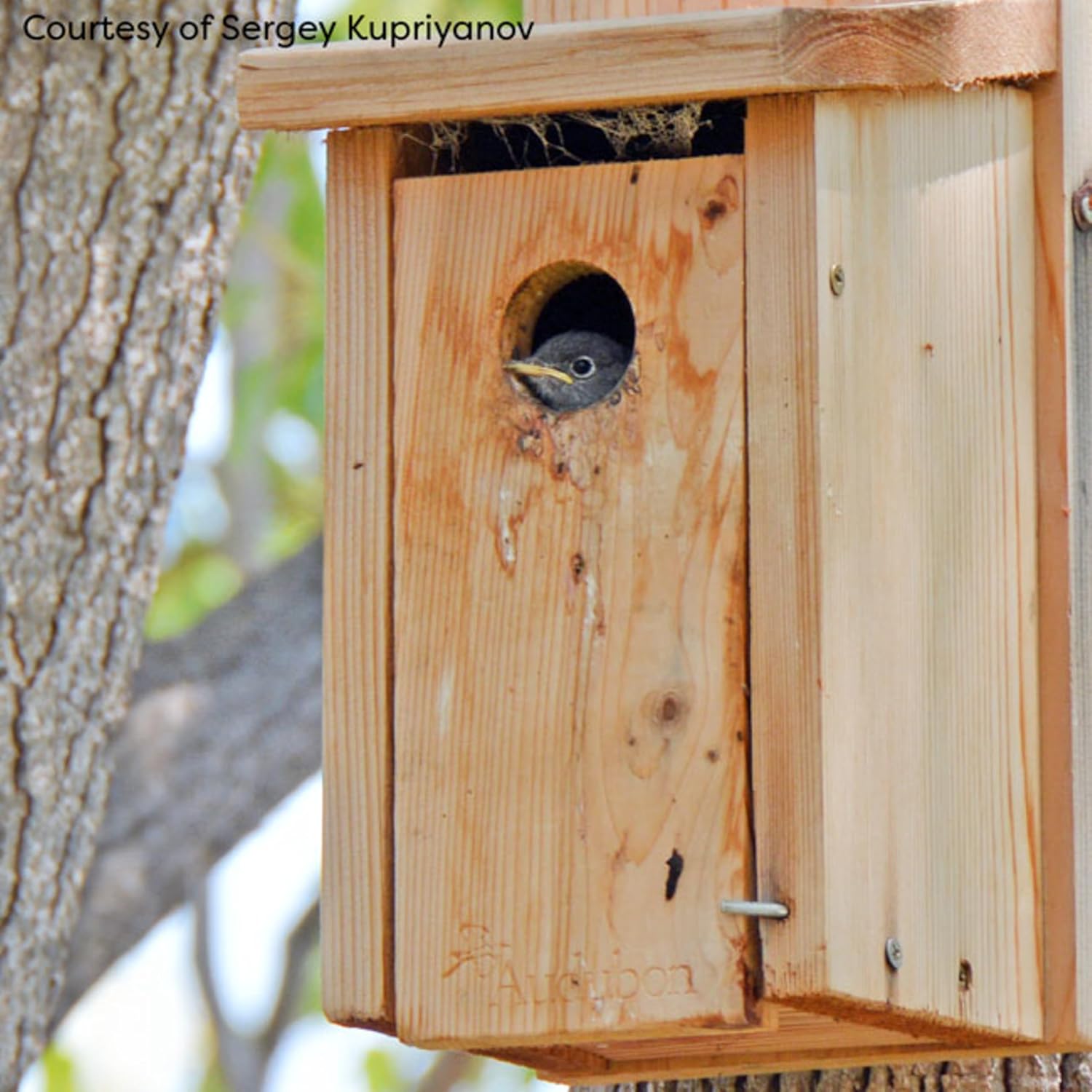 Woodlink NABB Audubon Cedar Bluebird House