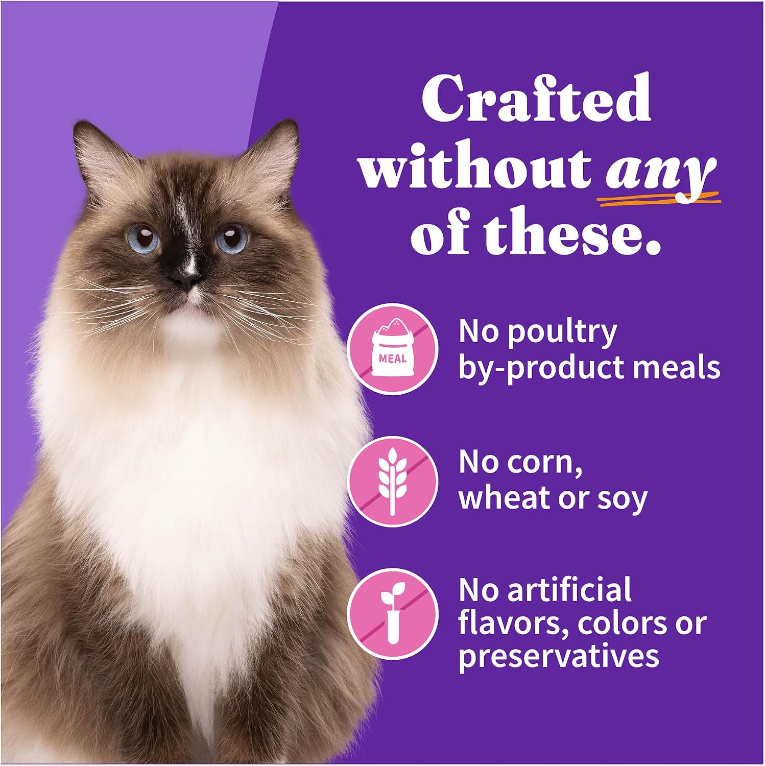 Halo Wet Cat Food Real Chicken Recipe, Grain-Free Wet Pate, Canned Cat Food for Extra Hydration, 5.5 Oz Can (Pack of 12)