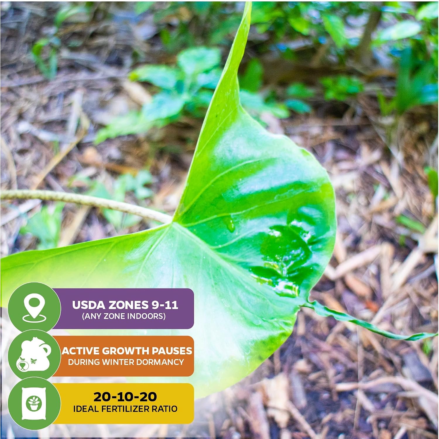 Stingray Elephant Ear Live Plant - Alocasia stringray by Wellspring Gardens - Alocasia - Unique Foliage - Versatile Plant - Tropical Plant