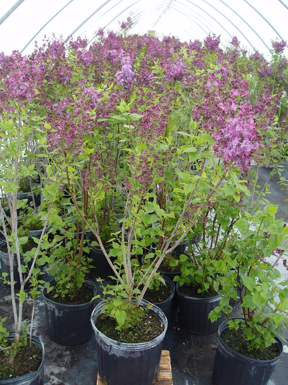 Proven Winners - Syringa x Bloomerang Dark Purple (Reblooming Lilac) Shrub, dark purple flowers, #3 - Size Container