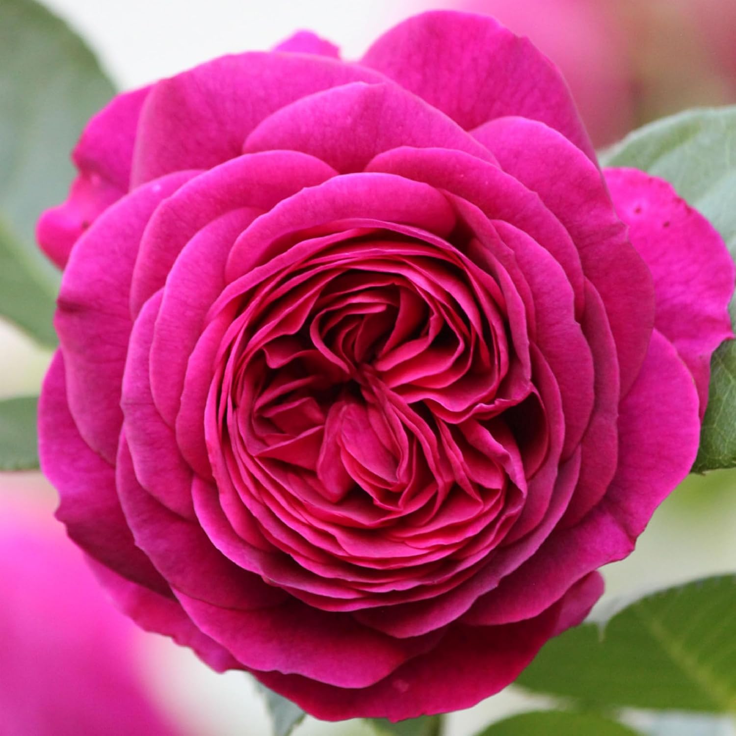 Heirloom Floribunda Roses, Live Own Root Plant, Koko Loko™ | Moderately Fragrant, Hardiness Zones: 6-10, Repeat Blooming,For Outdoor Gardens, Planters, and Pots