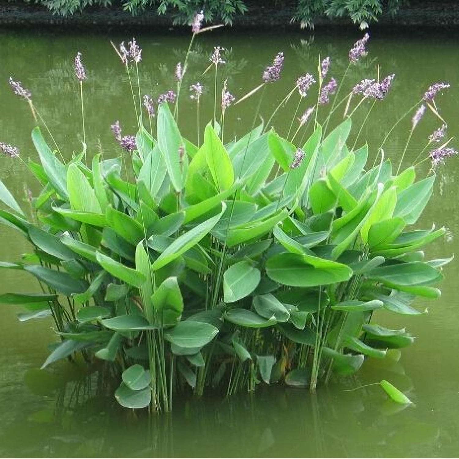 ‘Black Magic’ Taro, a Great Live Pond Plant for Your Water Garden. Filters The koi and Goldfish Pond. Good for Bogs