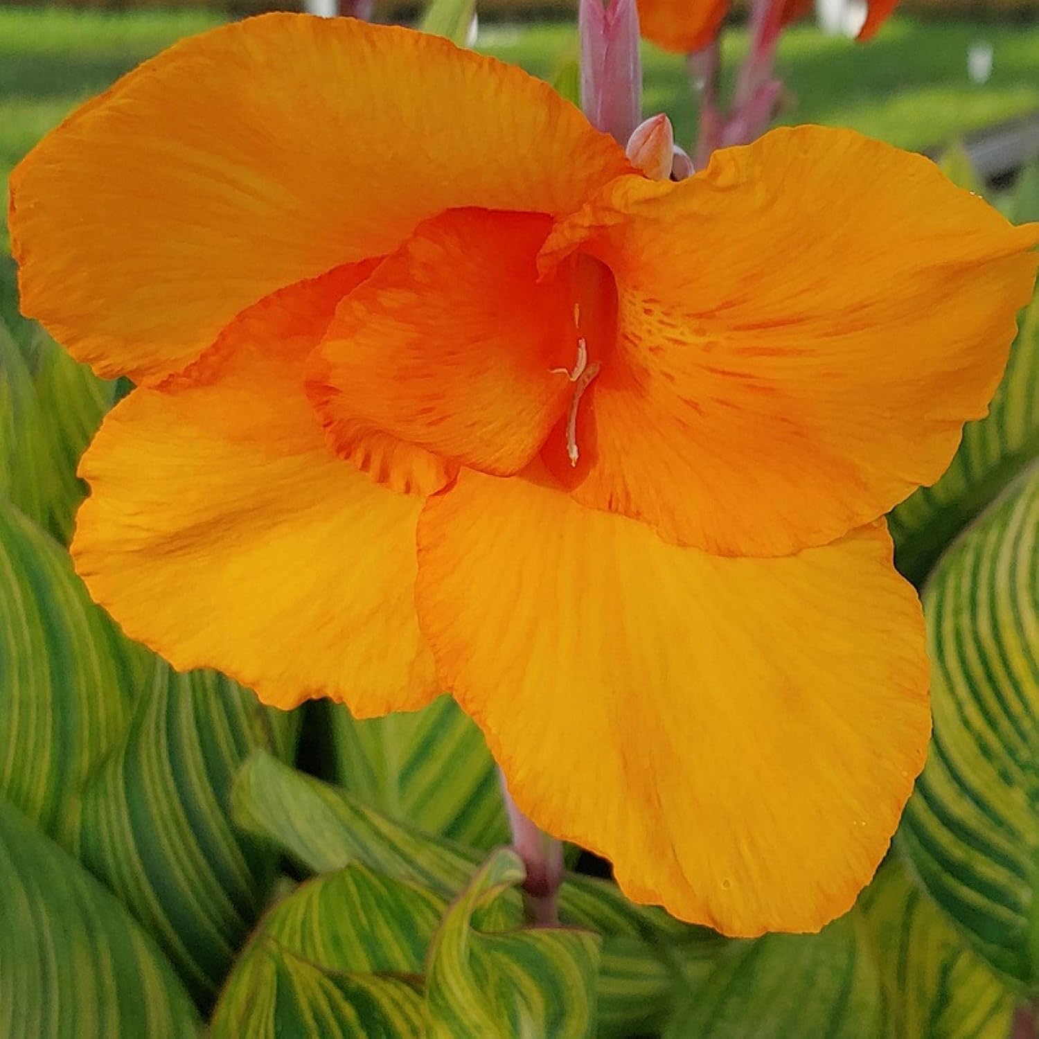 ‘Black Magic’ Taro, a Great Live Pond Plant for Your Water Garden. Filters The koi and Goldfish Pond. Good for Bogs