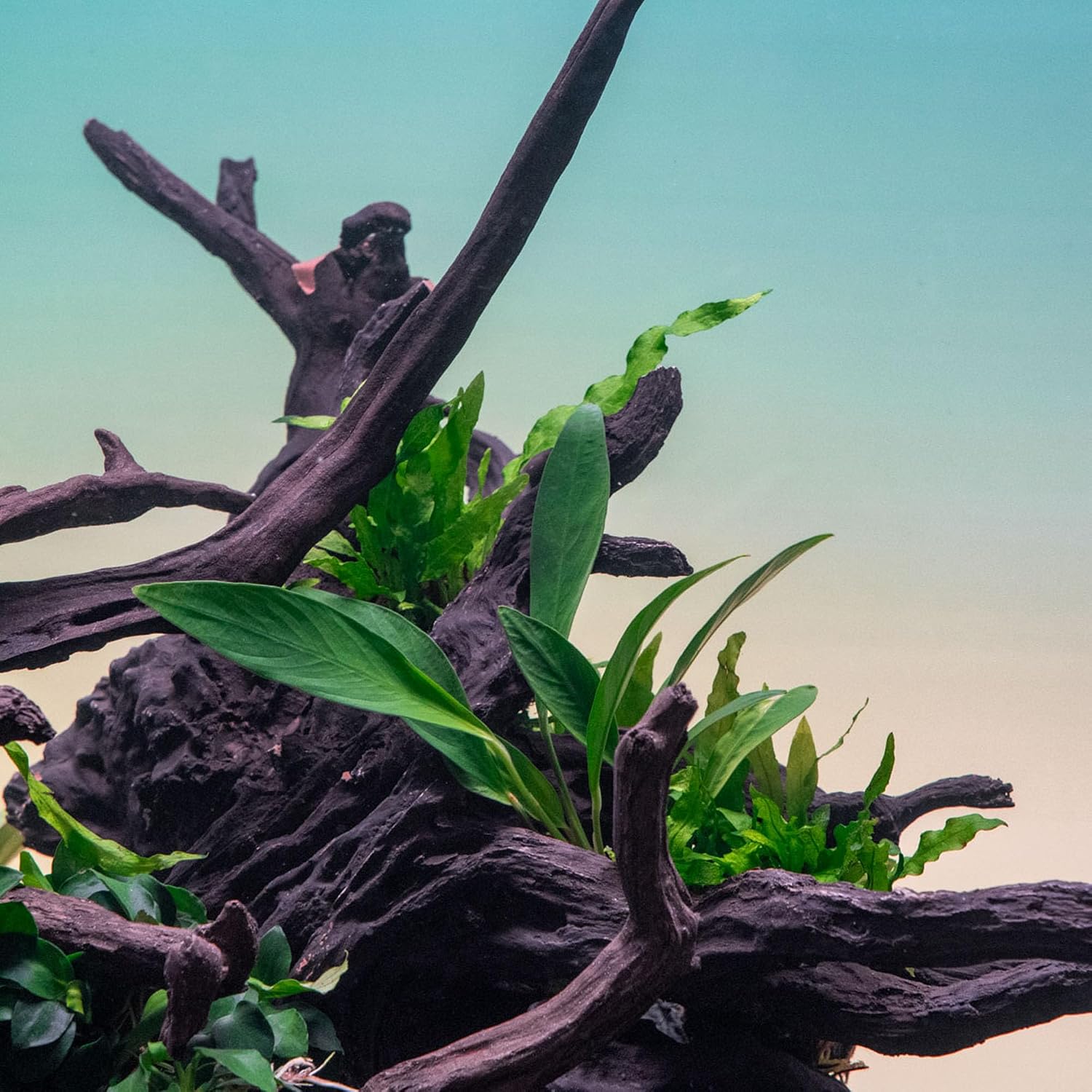 Anubias Nana Live Aquarium Plants - Potted Freshwater Plant for Fish Tanks, Terrariums - Beginner Friendly Low Light (1 Pot)