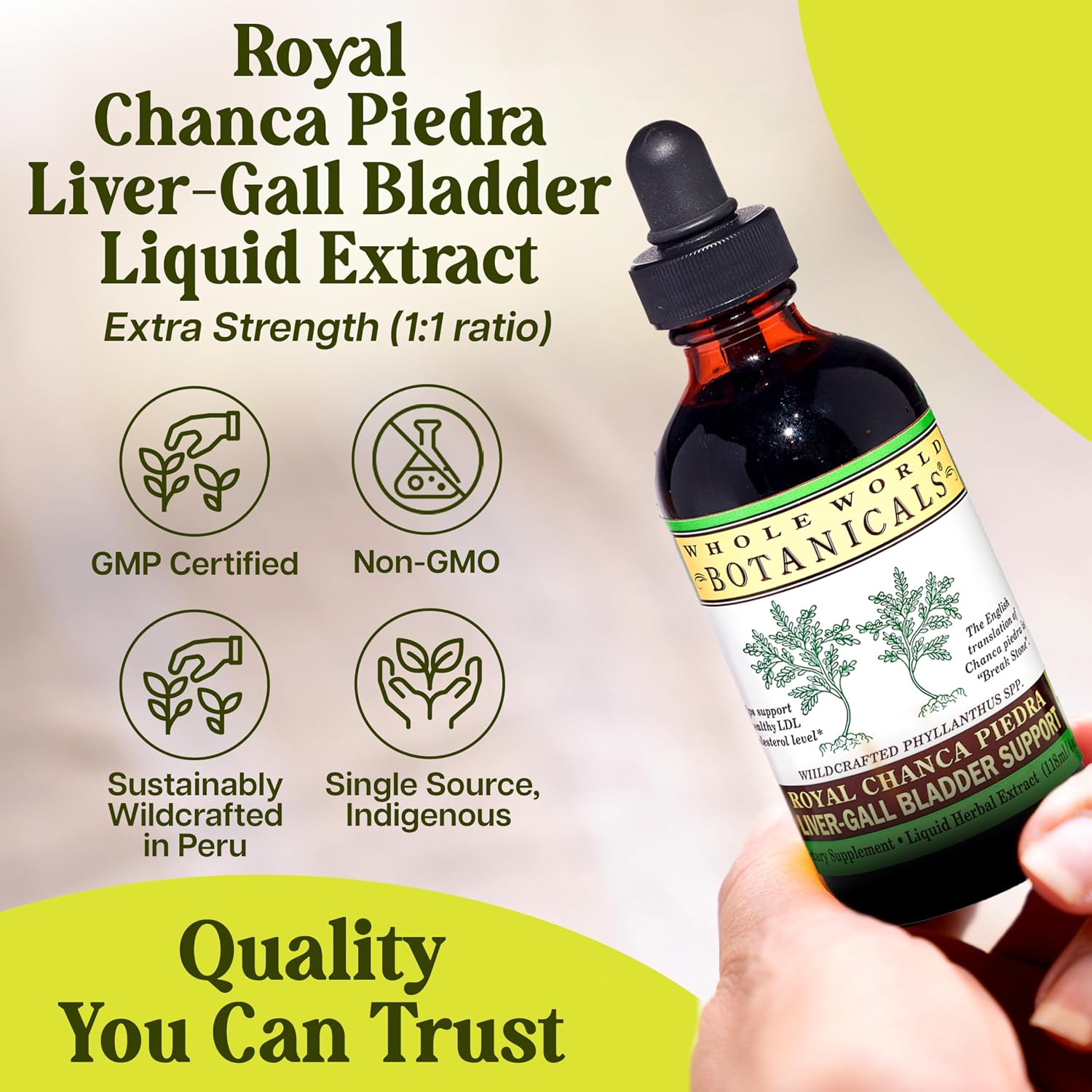Whole World Botanicals Royal Chanca Piedra – Liver & Gallbladder Support – Herbal Supplement – Liquid Extract 4 oz – Traditional Amazon Herb