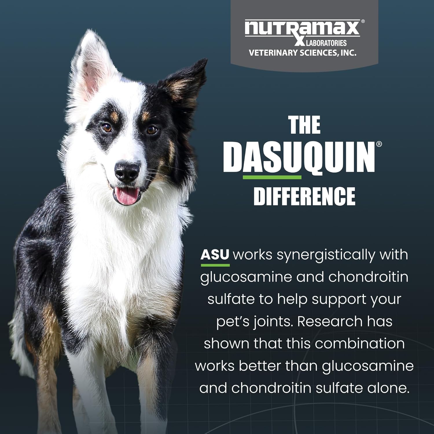Nutramax Dasuquin MSM Joint Supplement, Small/Med Dogs, Chew Tablets150ct | Glucosamine and Chondroitin, Chewable Tablets for Dogs under 60 lbs