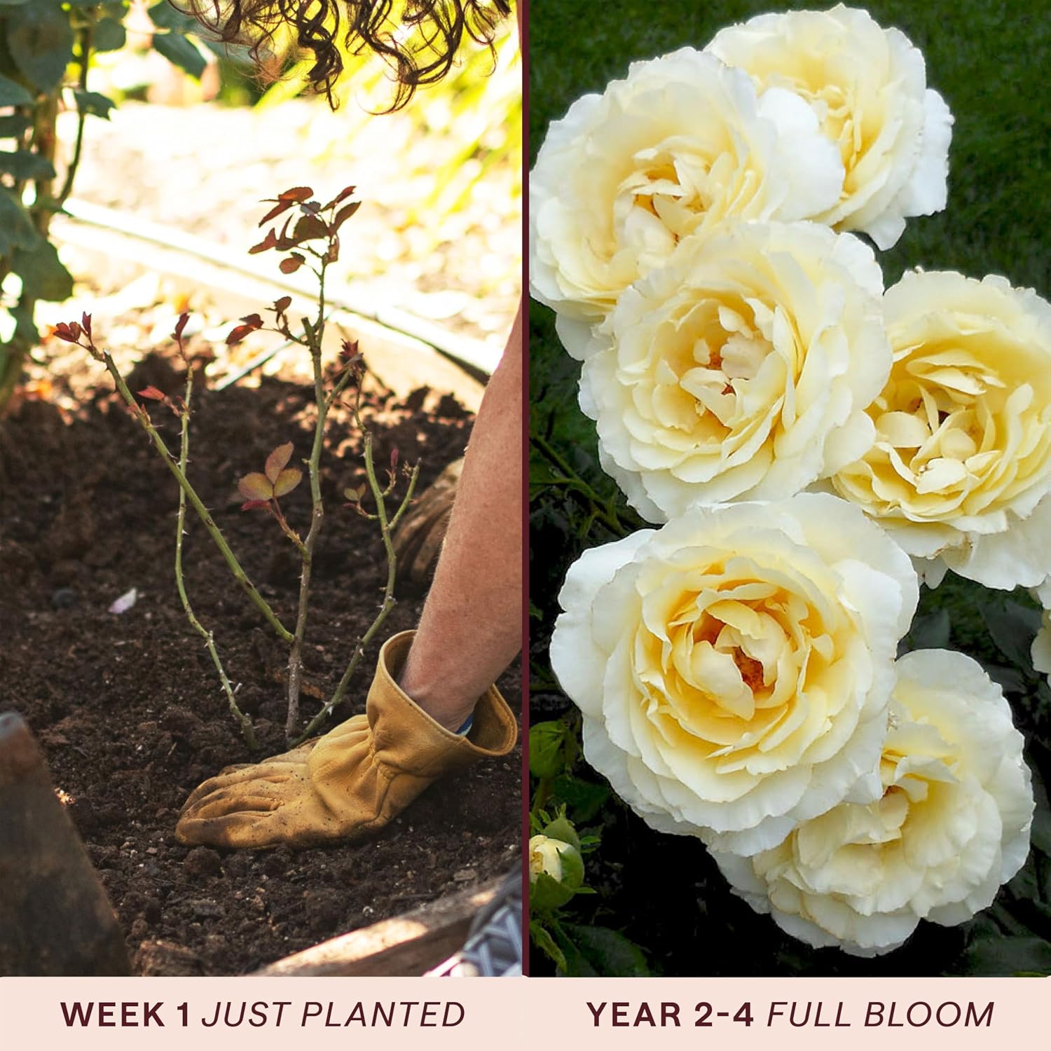 Heirloom Floribunda Roses, Live Own Root Plant, Julia Child™ | Moderately Fragrant, Hardiness Zones: 6-10, Continual Blooming,For Outdoor Gardens, Planters, and Pots