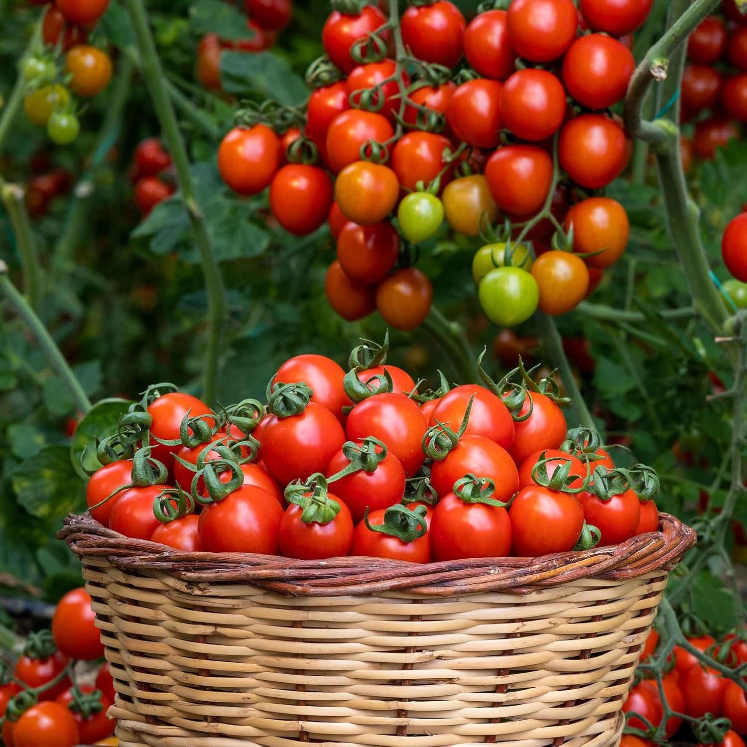 Eden Brothers Tomato Seeds - Persimmon Non-GMO Seeds for Planting, 1 oz | Low-Maintenance Vegetable Seeds, Plant During Warm Season, Zones 10, 3, 4, 5, 6, 7, 8, 9