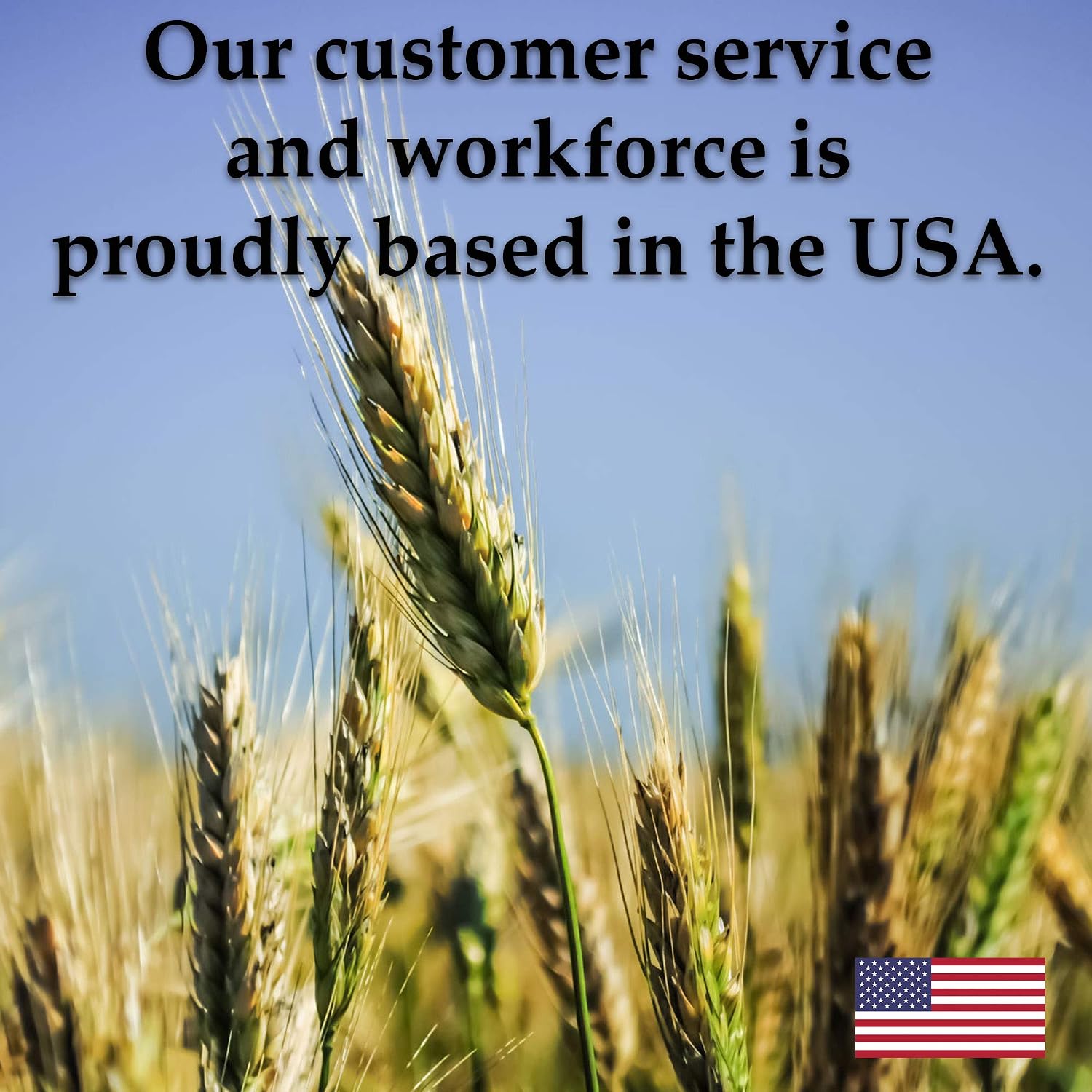 Handy Pantry Organic Whole Wheat Kernels Hard White Wheat Grain 1Lb Non-GMO | Heirloom Wheat Seeds for Hard White Wheat Berry Seeds for Sprouting Organic Wheatgrass Wheat Berry Bread Winter Wheat Seed