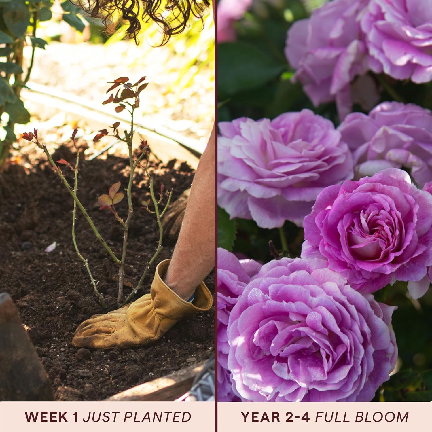 Heirloom Floribunda Roses, Live Own Root Plant, Koko Loko™ | Moderately Fragrant, Hardiness Zones: 6-10, Repeat Blooming,For Outdoor Gardens, Planters, and Pots