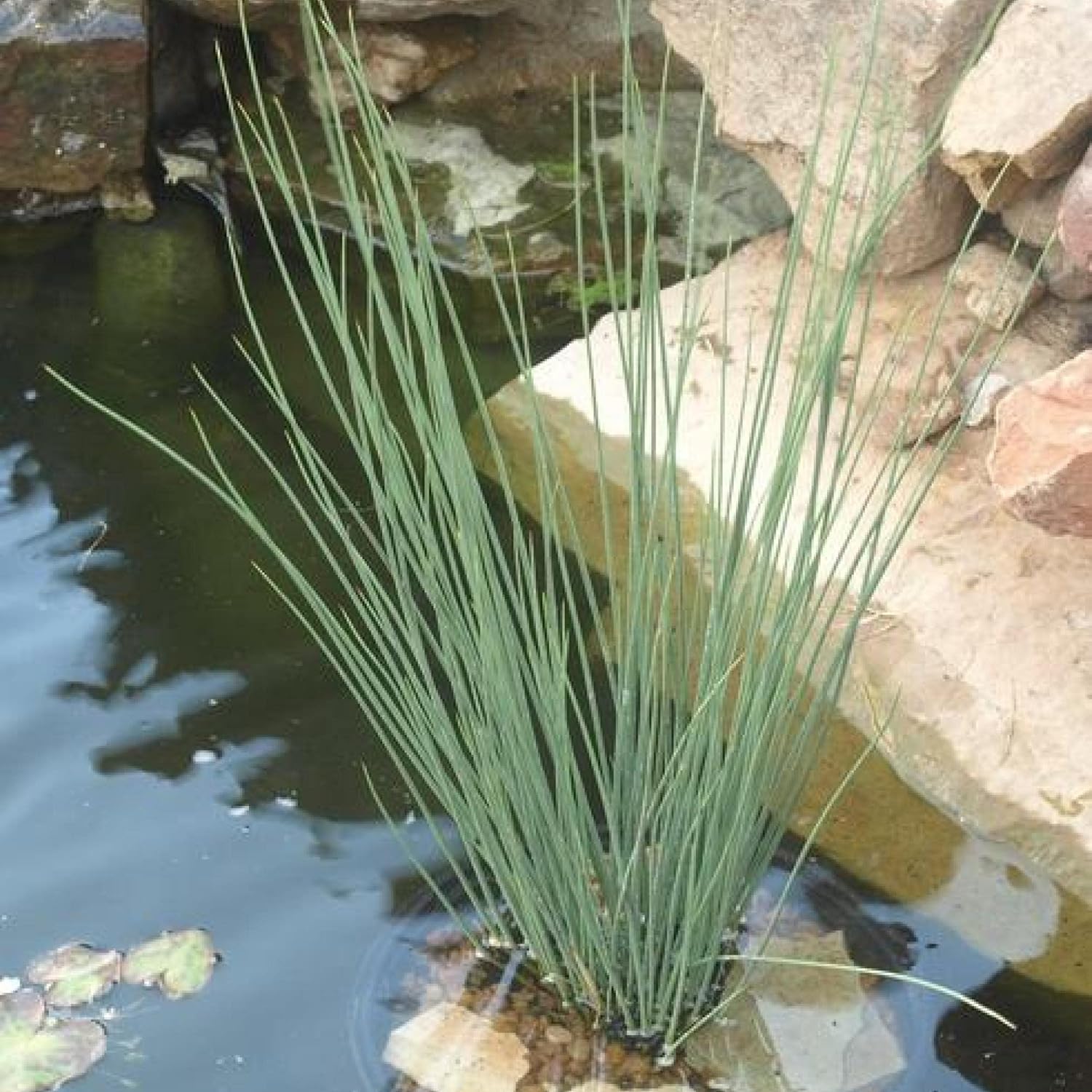 ‘Black Magic’ Taro, a Great Live Pond Plant for Your Water Garden. Filters The koi and Goldfish Pond. Good for Bogs