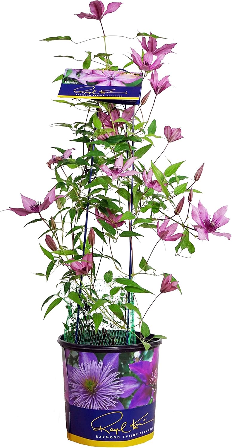 Raymond Evison Clematis - Clematis Giselle (Clematis) Perennial, pink flowers, 8`` - Size Container