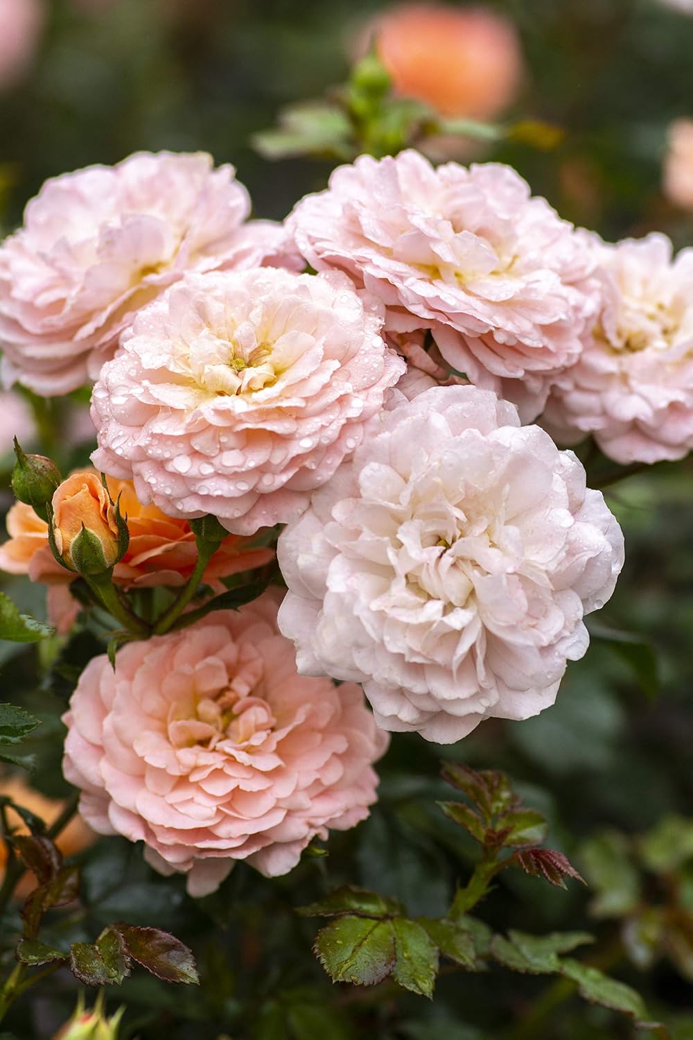 Drift Roses - Rosa Peach Drift (Rose) Rose, double peach flowers, #2 - Size Container