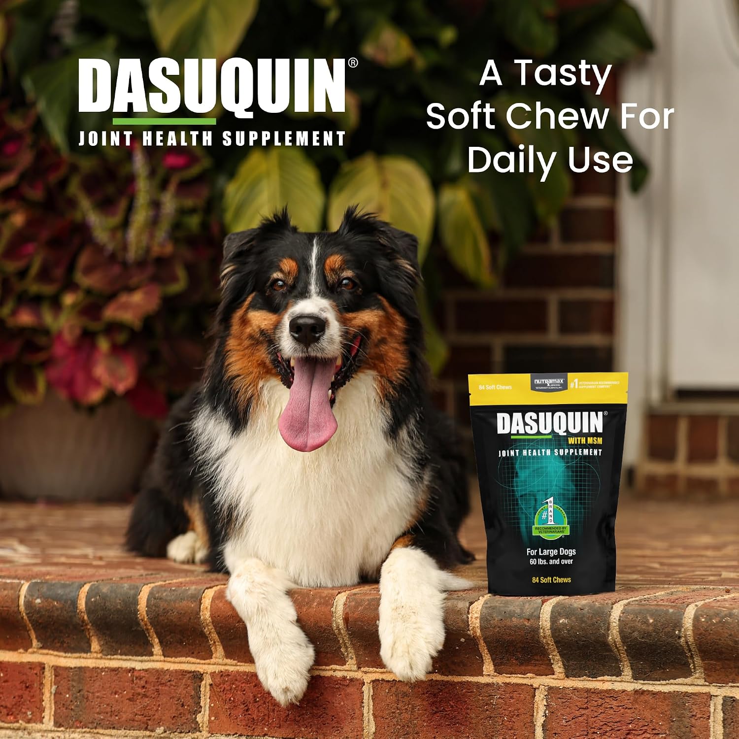 Nutramax Dasuquin MSM Joint Supplement for Large Dogs, Soft Chews, 84ct | Glucosamine and Chondroitin, ASU, MSM, Supports Healthy Joints, For Dogs Over 60 lbs, All Ages, Soft Chews