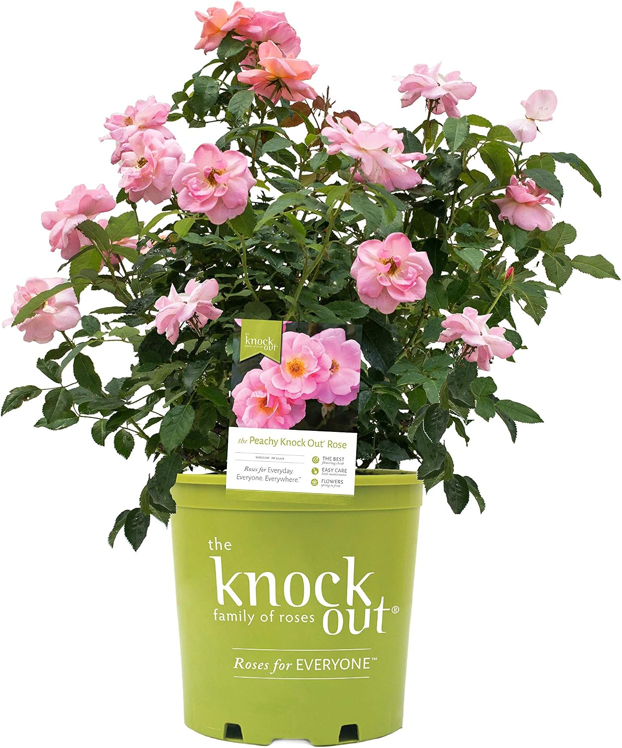 Knock Out Roses - Rosa White Knock Out (Rose) Rose, white flowers, #3 - Size Container