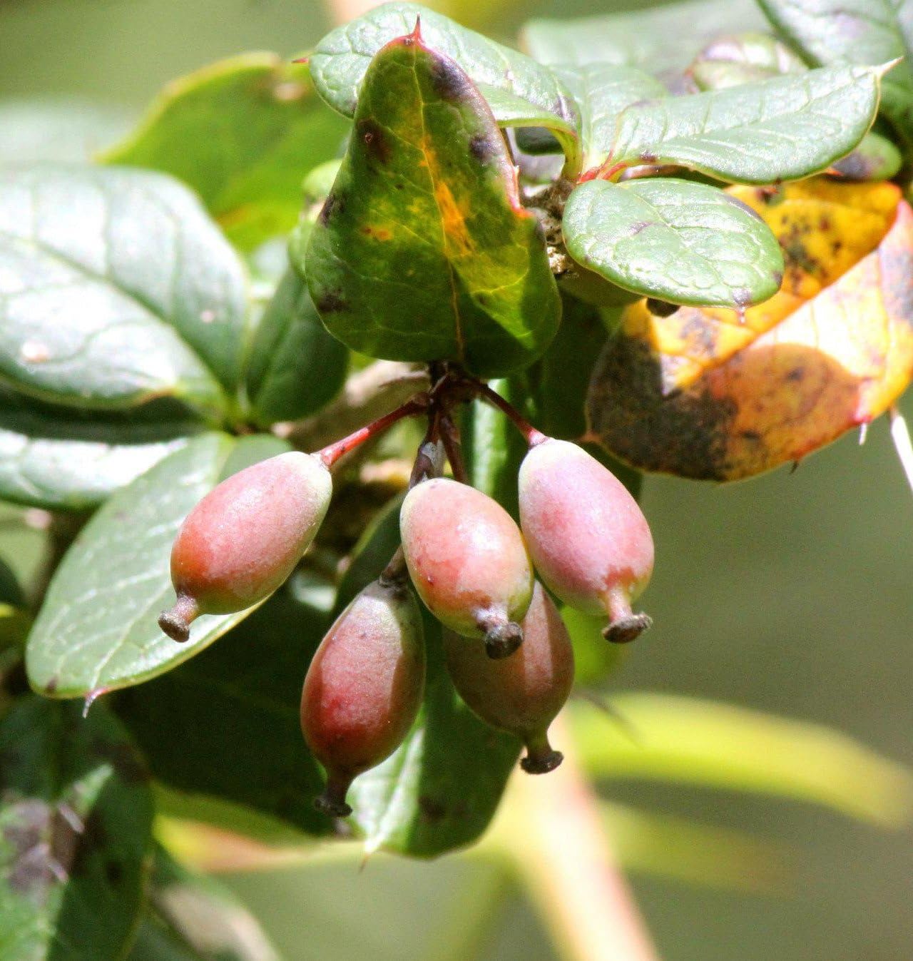 50 seeds berberis aristata (Tree Turmeric, Indian Barberry)