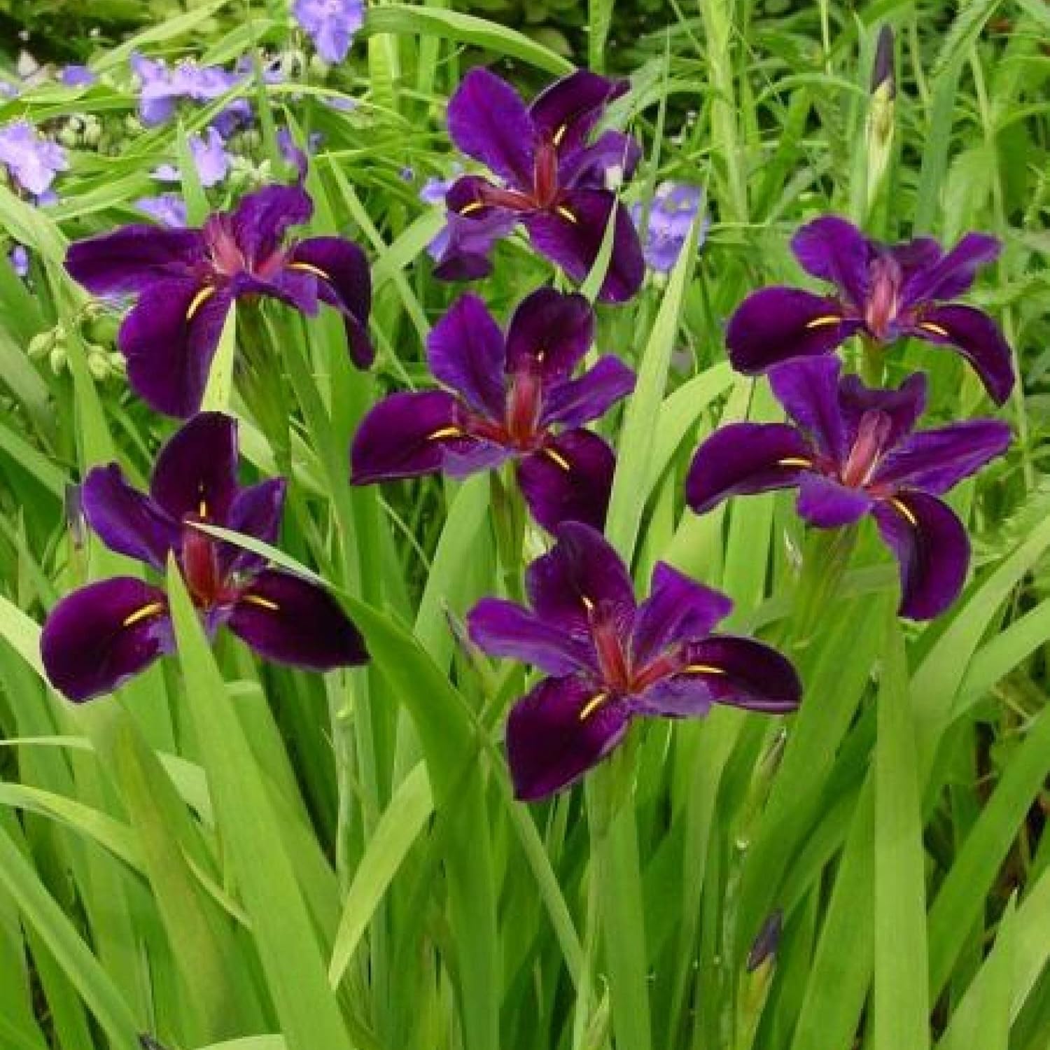 ‘Black Magic’ Taro, a Great Live Pond Plant for Your Water Garden. Filters The koi and Goldfish Pond. Good for Bogs