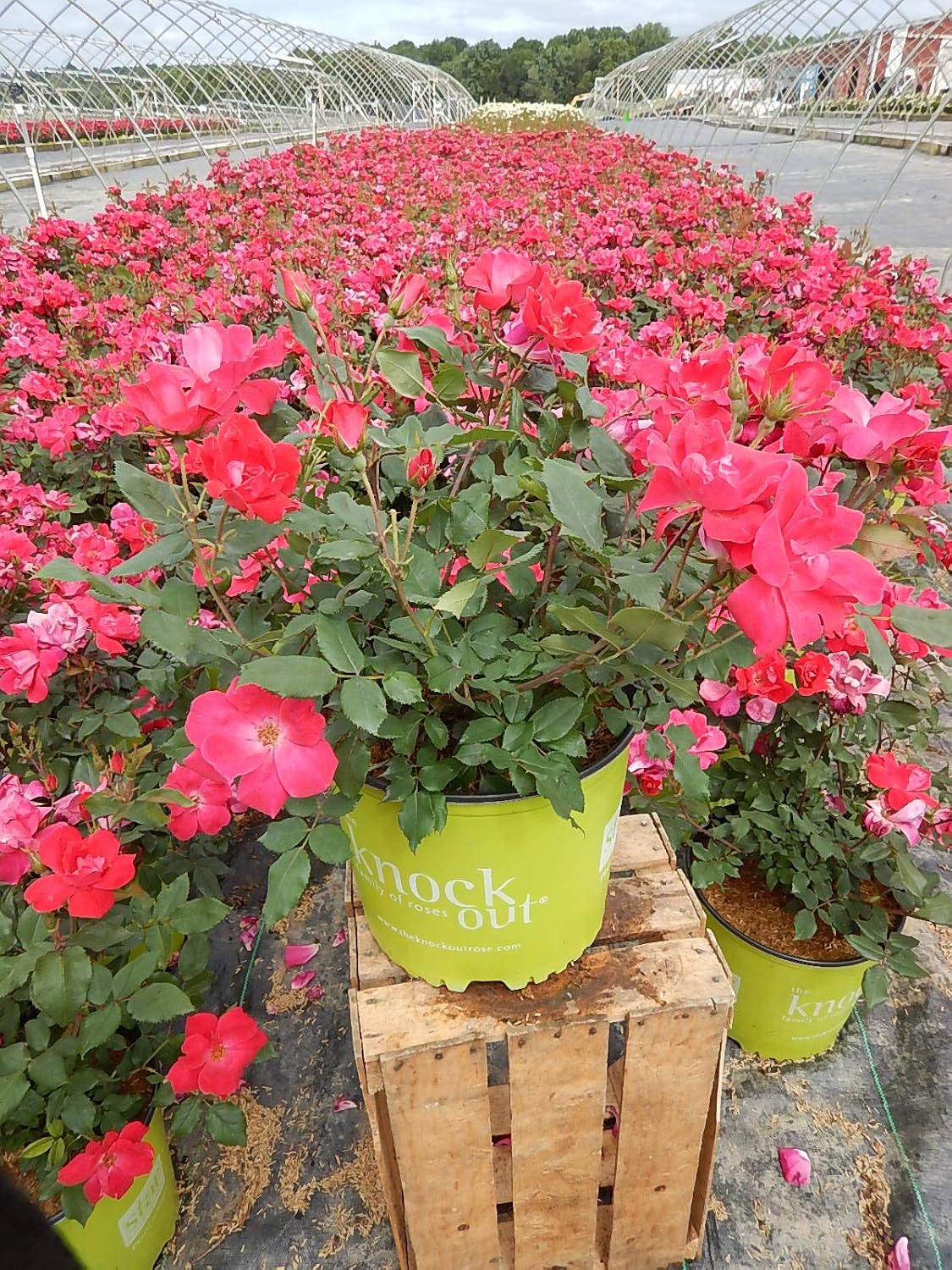 Green Promise Farms Rosa `Double Knock Out` (Reblooming) Rose, 3 Size Container, pink flower
