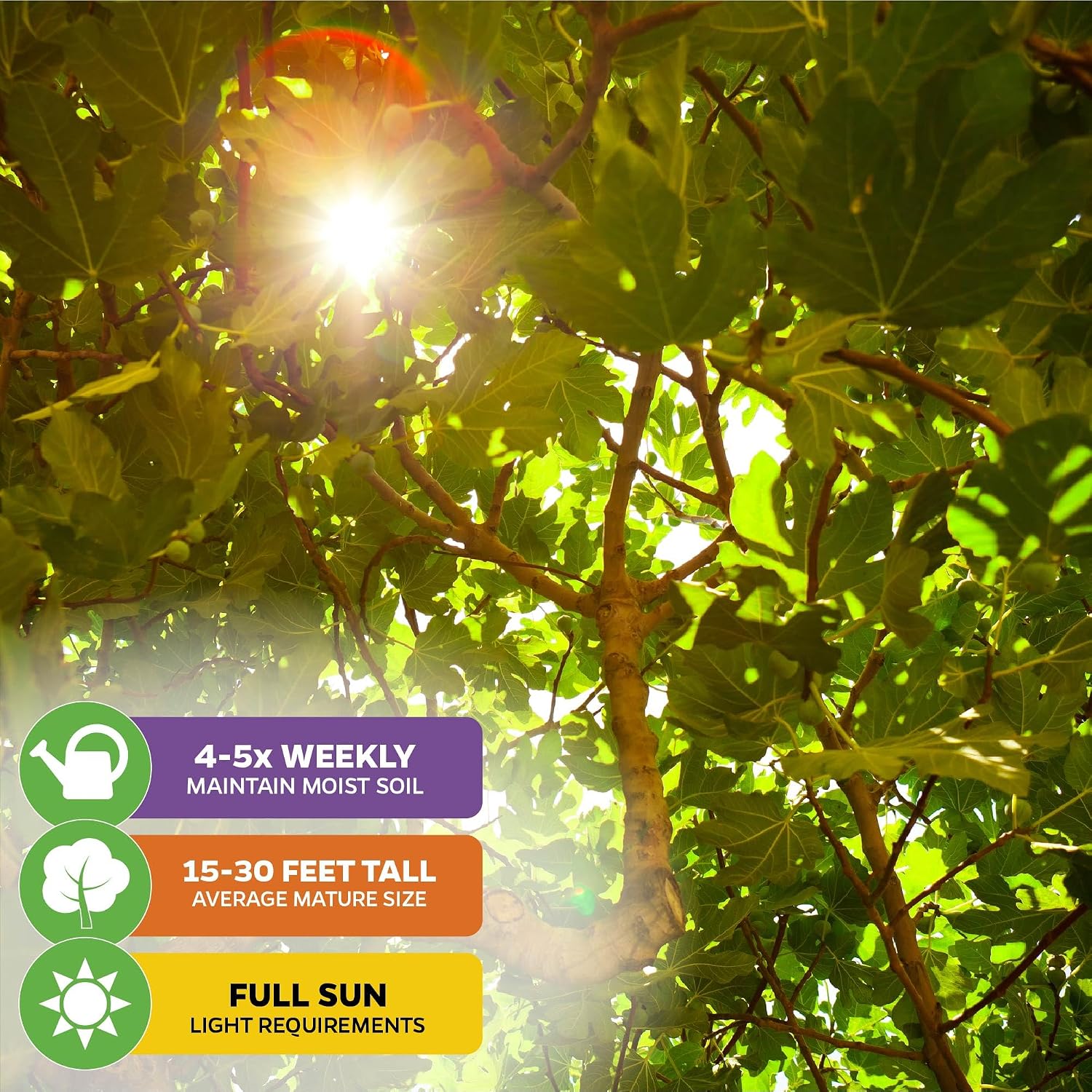 Beer's Black Fig Tree (Dwarf Habit) Live Plant - Ficus carica 'Beer's Black' - Wellspring Gardens - Cold-Hardy Fig, Dwarf Fig Tree, Compact Fig Plant - Fruit Bearing Starter Tree