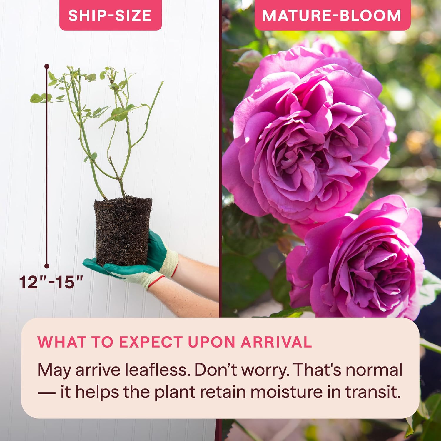 Heirloom Floribunda Roses, Live Own Root Plant, Koko Loko™ | Moderately Fragrant, Hardiness Zones: 6-10, Repeat Blooming,For Outdoor Gardens, Planters, and Pots