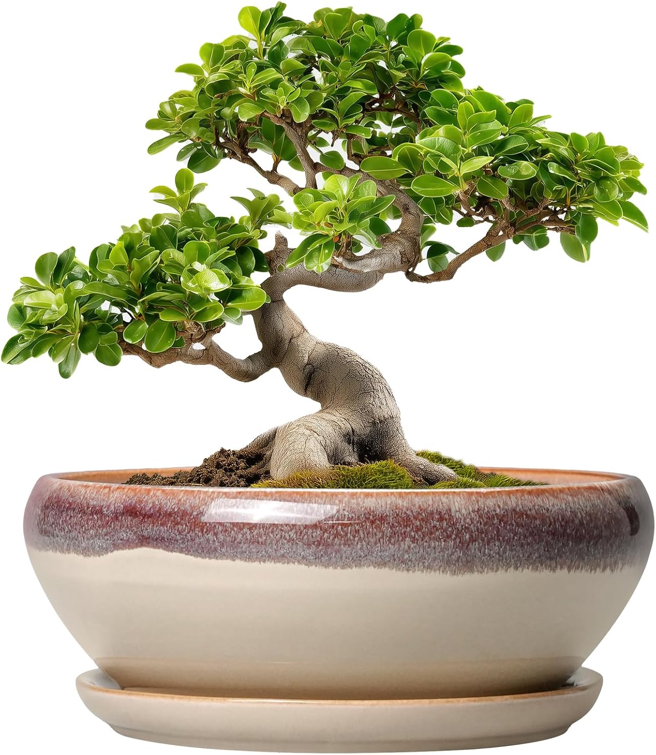 SQOWL 7 Inch Round Ceramic Succulent Planter Pot Drip Glazed Shallow Planter with Drainage Bamboo Tray for Indoor Plants