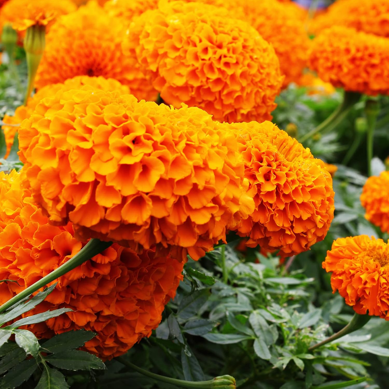 Park Seed Whopper Mix Marigold Flower Seeds – Giant 4-Inch Double Blooms in Yellow, Gold & Orange, Compact and Weather-Resistant Plants, Easy to Grow for Beds or Containers – Pack of 25