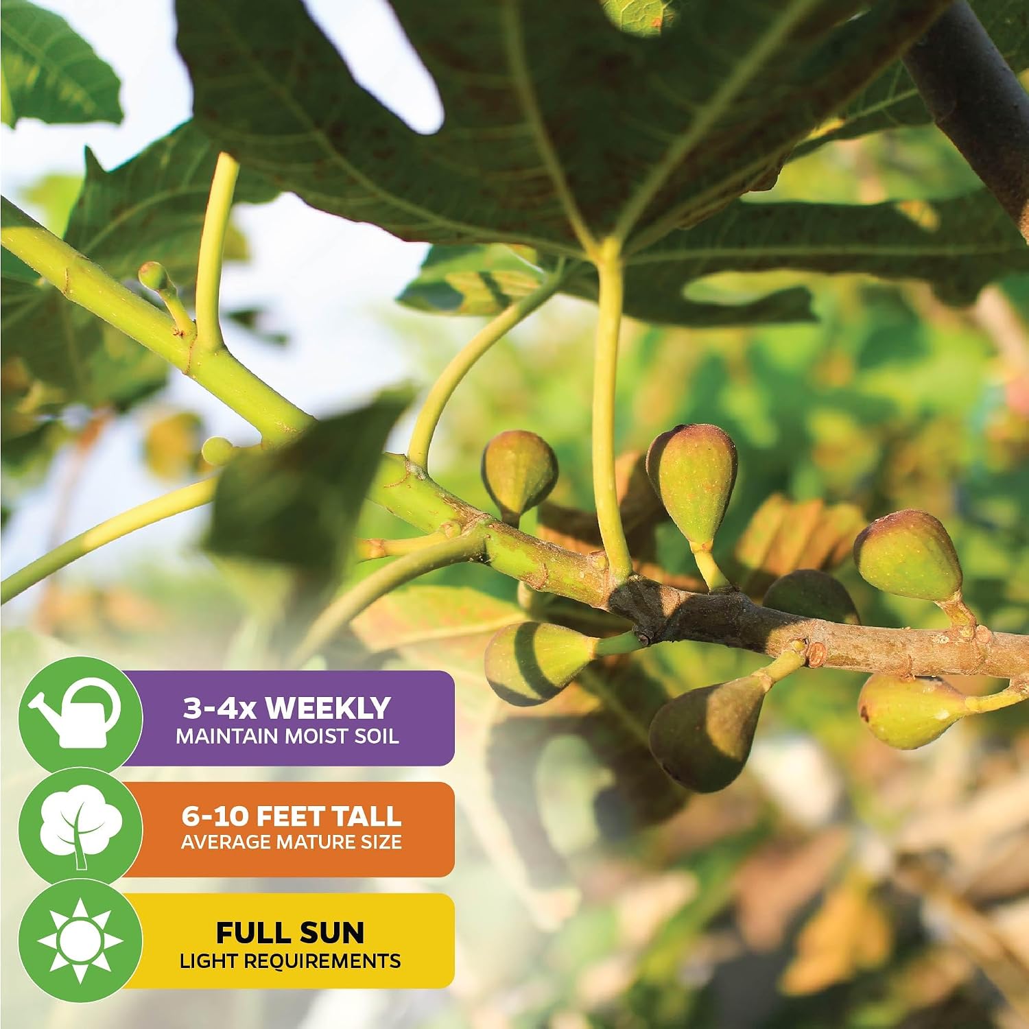 Olympian Fig Tree Live Plant - Ficus carica by Wellspring Gardens - Starter Plant Ideal for Gardens & Containers - Great for Indoor Houseplants, Outdoor Landscaping & Garden Planting