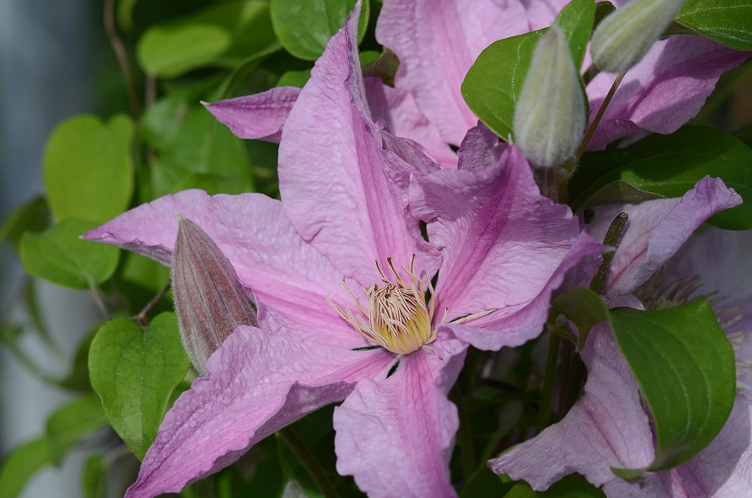 Raymond Evison Clematis - Clematis Giselle (Clematis) Perennial, pink flowers, 8`` - Size Container