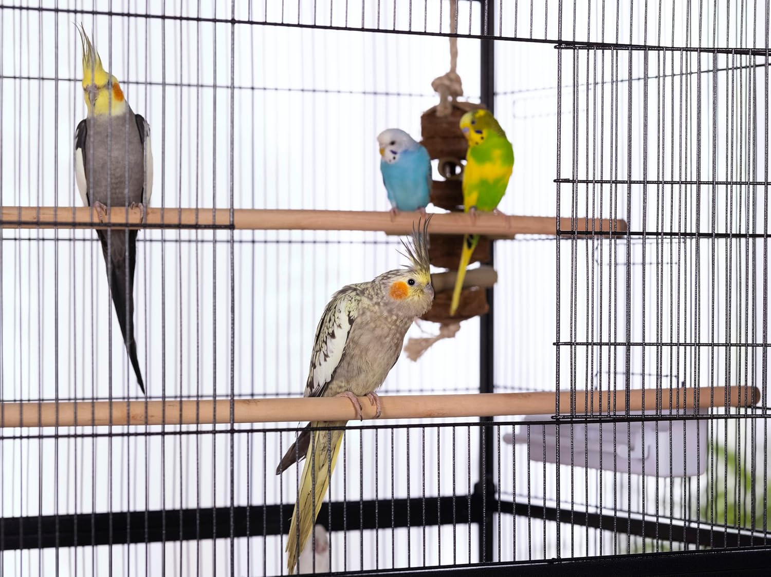 Prevue Pet Products Steel Bird Flight Cage with Wheels - Black, Large | Large Birdcage for Parakeets, Canaries, Finches, Cockatiels, Lovebirds, & Green Cheeks, Metal Standing Birdcage