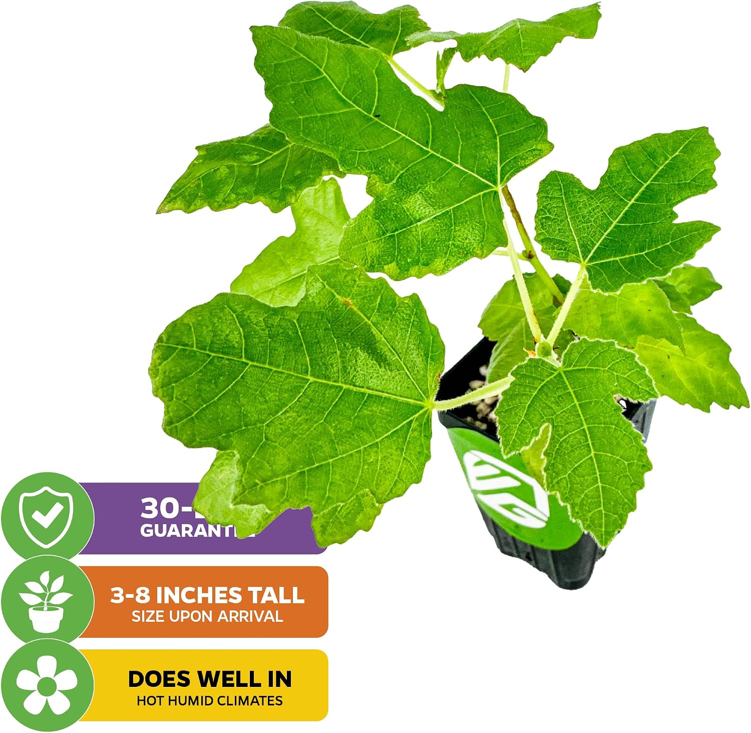 Chicago Hardy Fig Tree (1-Pack) Live Starter Plant by Wellspring Gardens | Ficus carica | Hardy & Fruitful | Ideal for Gardens | Purple-Skinned Fig | Edible Landscape Plant | Food forest